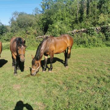 Horse & Pony Riding School